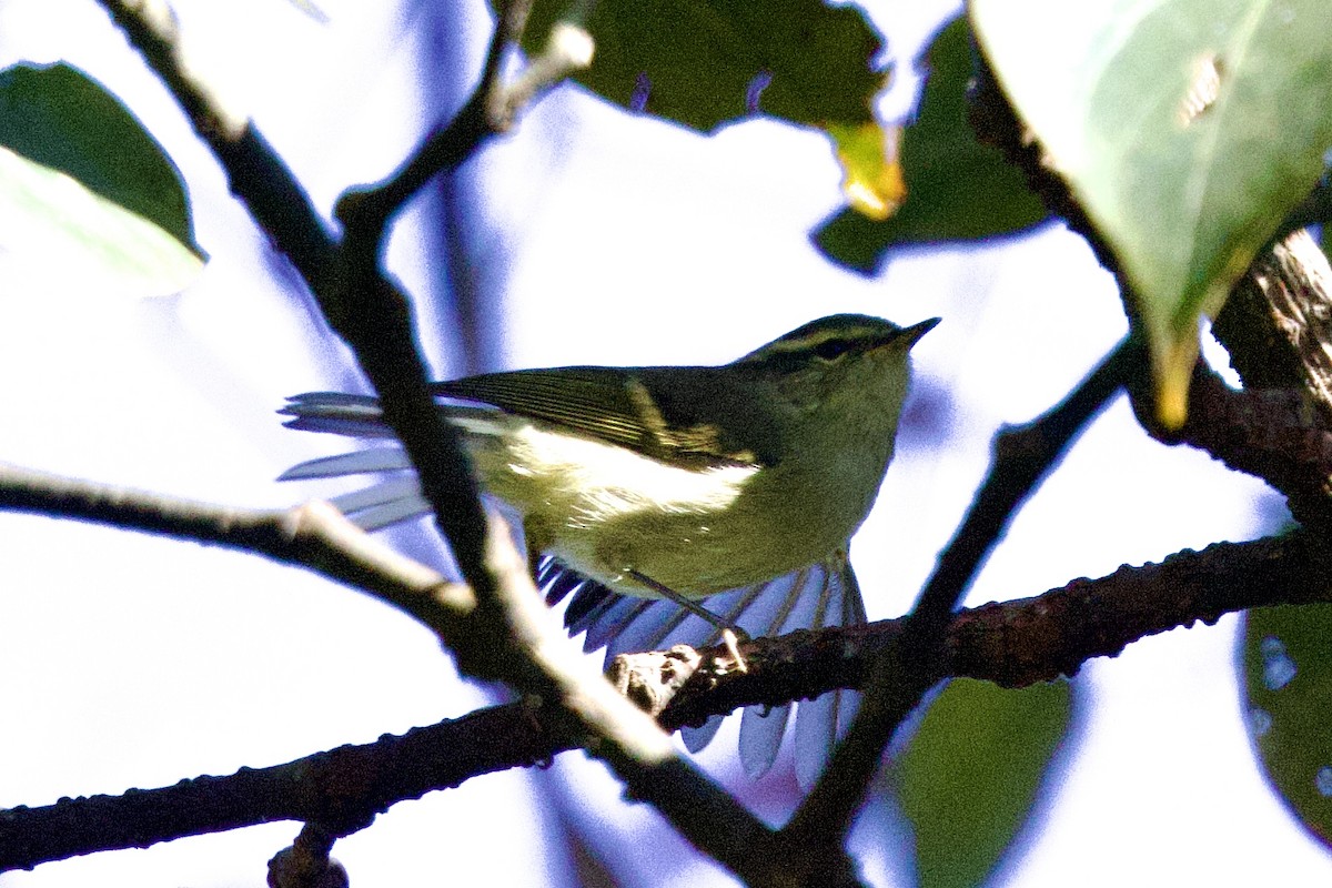 Buff-barred Warbler - ML646245707