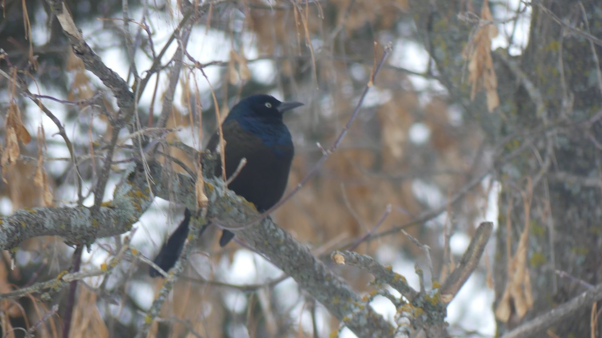 Common Grackle - ML646245712