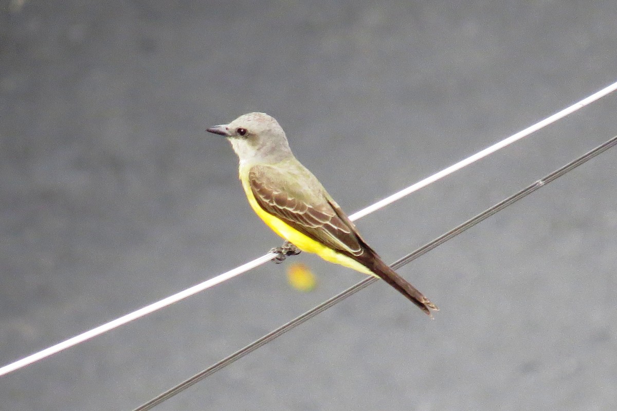 Tropical Kingbird - ML646245713