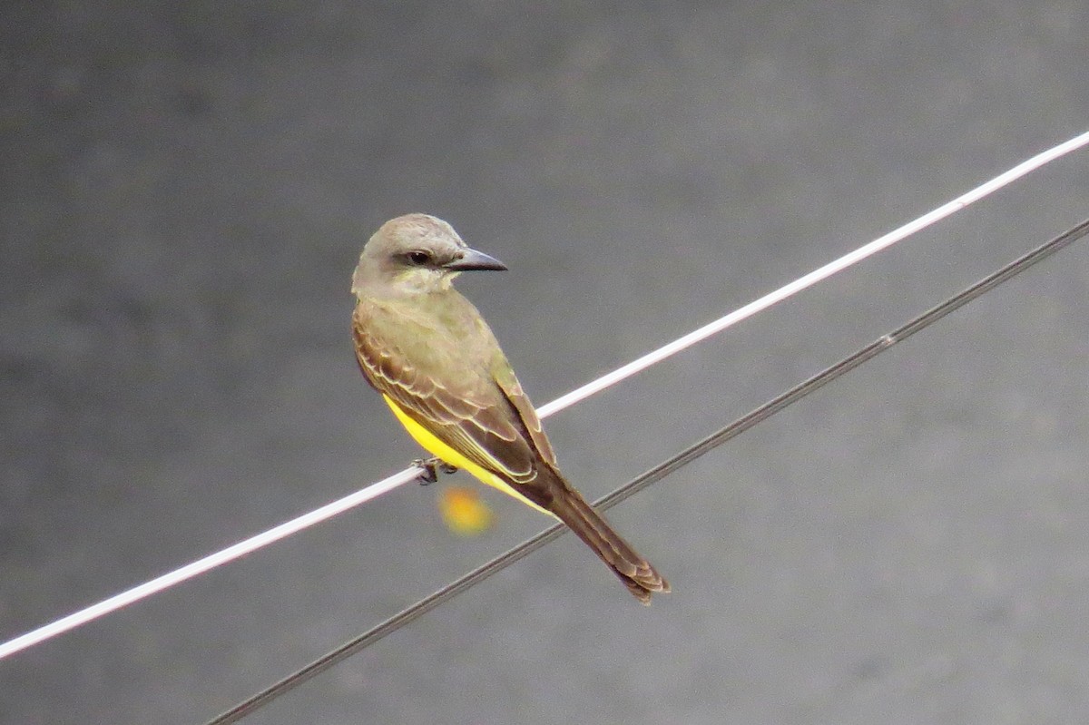 Tropical Kingbird - ML646245714