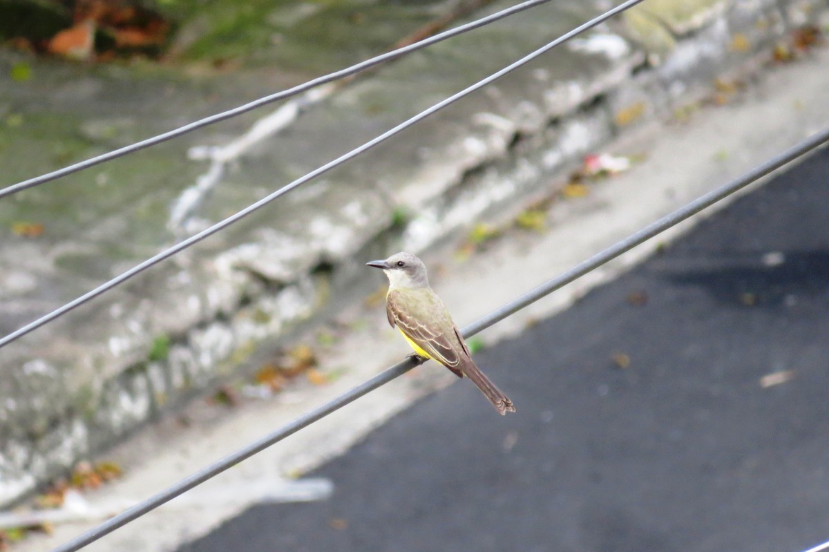 Tropical Kingbird - ML646245715