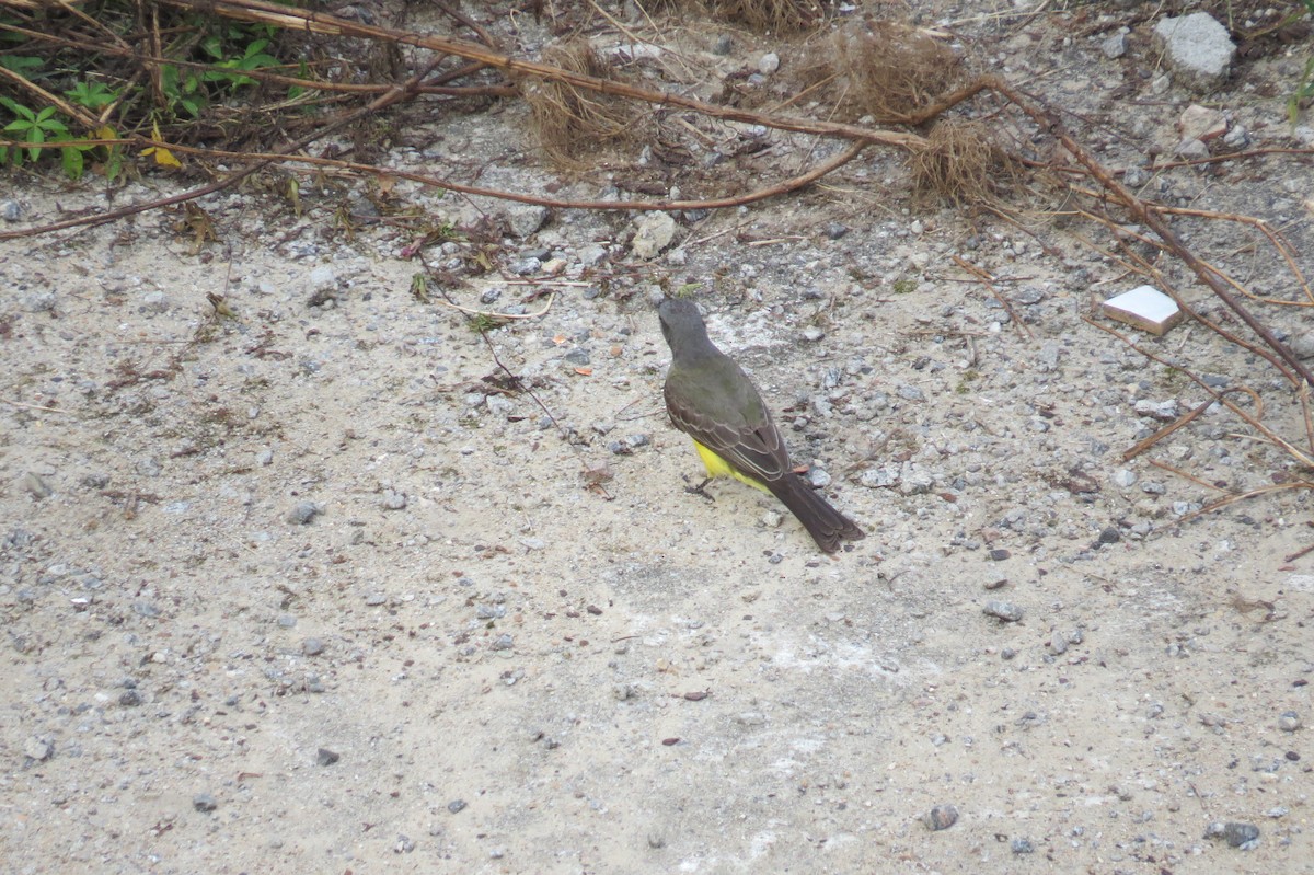 Tropical Kingbird - ML646245716
