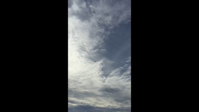 nighthawk sp. - ML646245717