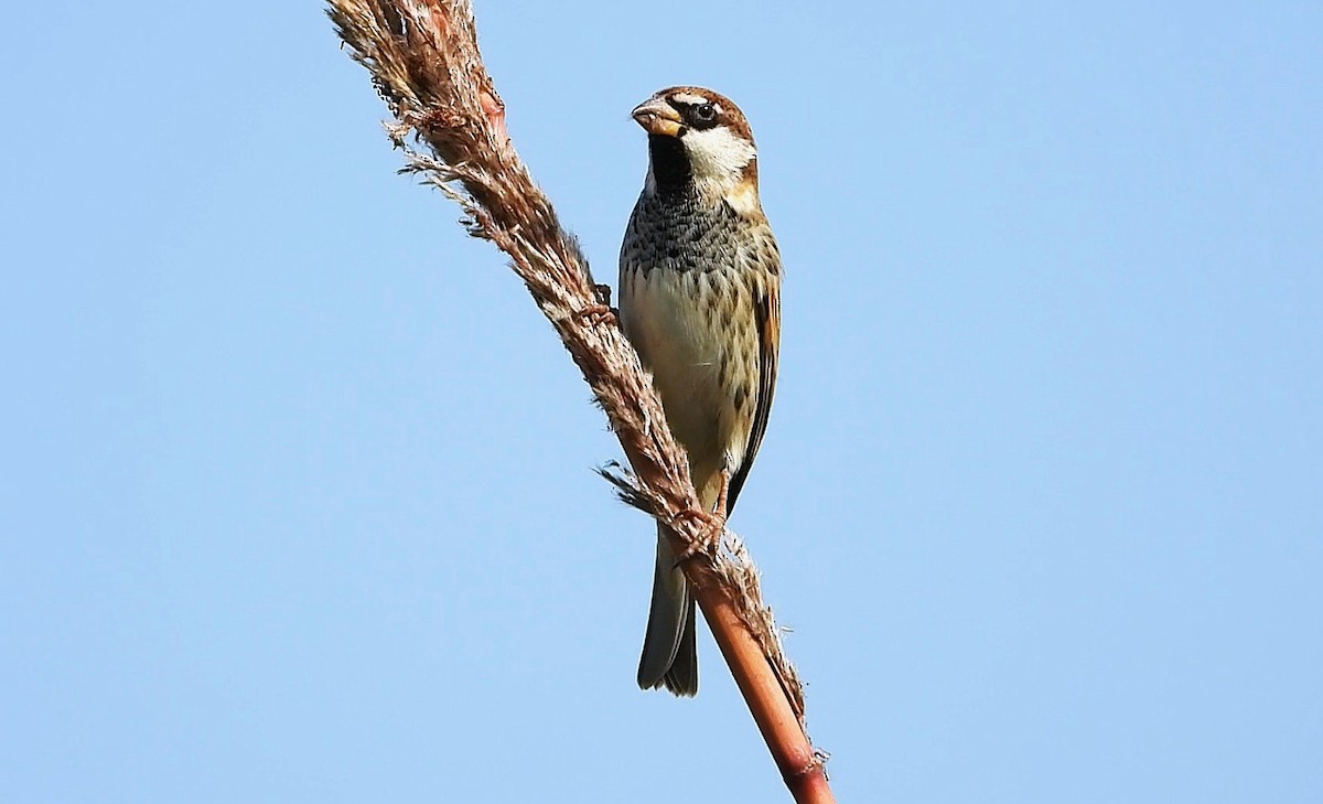 Spanish Sparrow - ML646245721