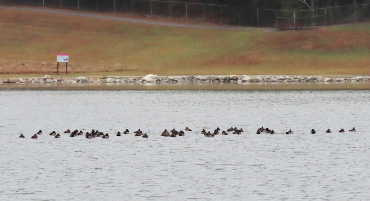Ring-necked Duck - ML646245722