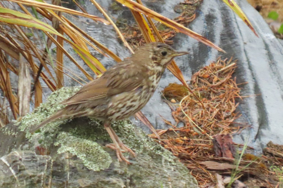 Birigarro arrunta - ML646245723