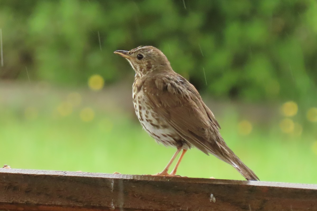 Birigarro arrunta - ML646245724