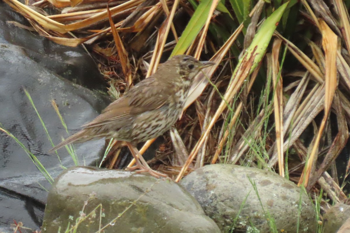 Birigarro arrunta - ML646245725