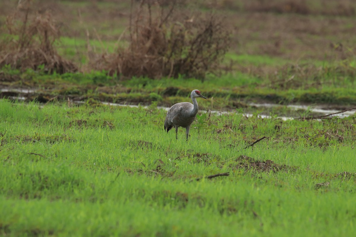 Sandhill Crane - ML646245734