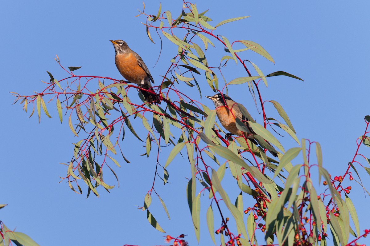 American Robin - ML646245736