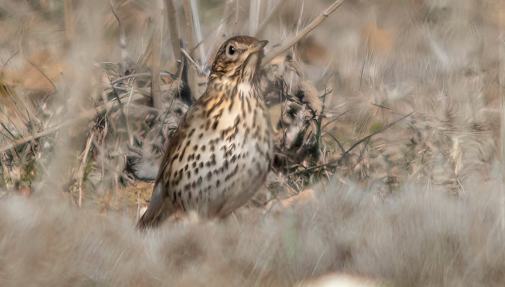 Song Thrush - ML646245737