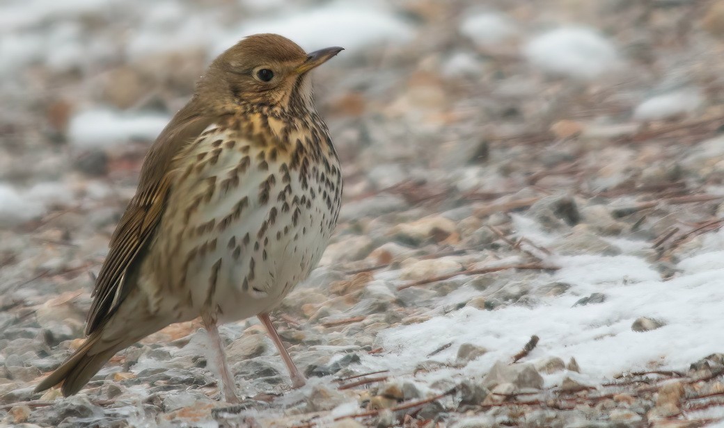 Song Thrush - ML646245738