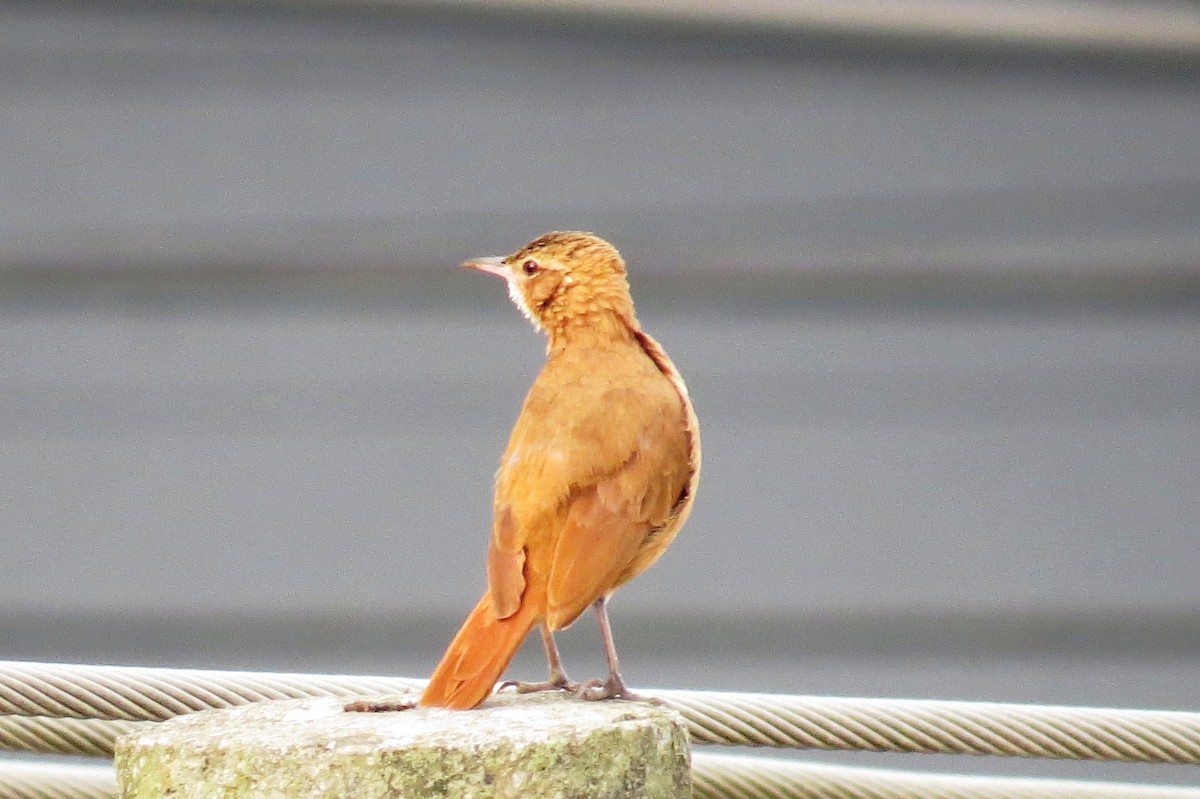 Rufous Hornero - ML646245739