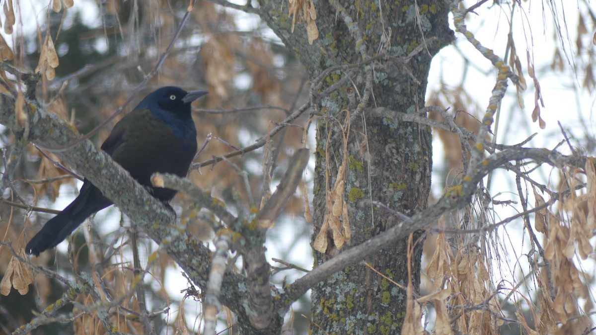 Common Grackle - ML646245743