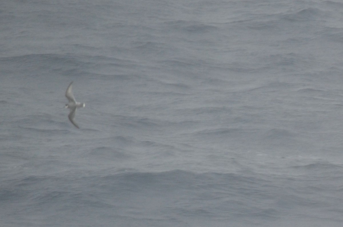 Blue Petrel - ML646245745