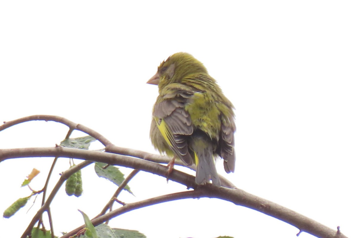 Txorru arrunta - ML646245752