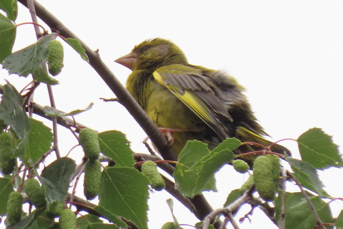 Txorru arrunta - ML646245753