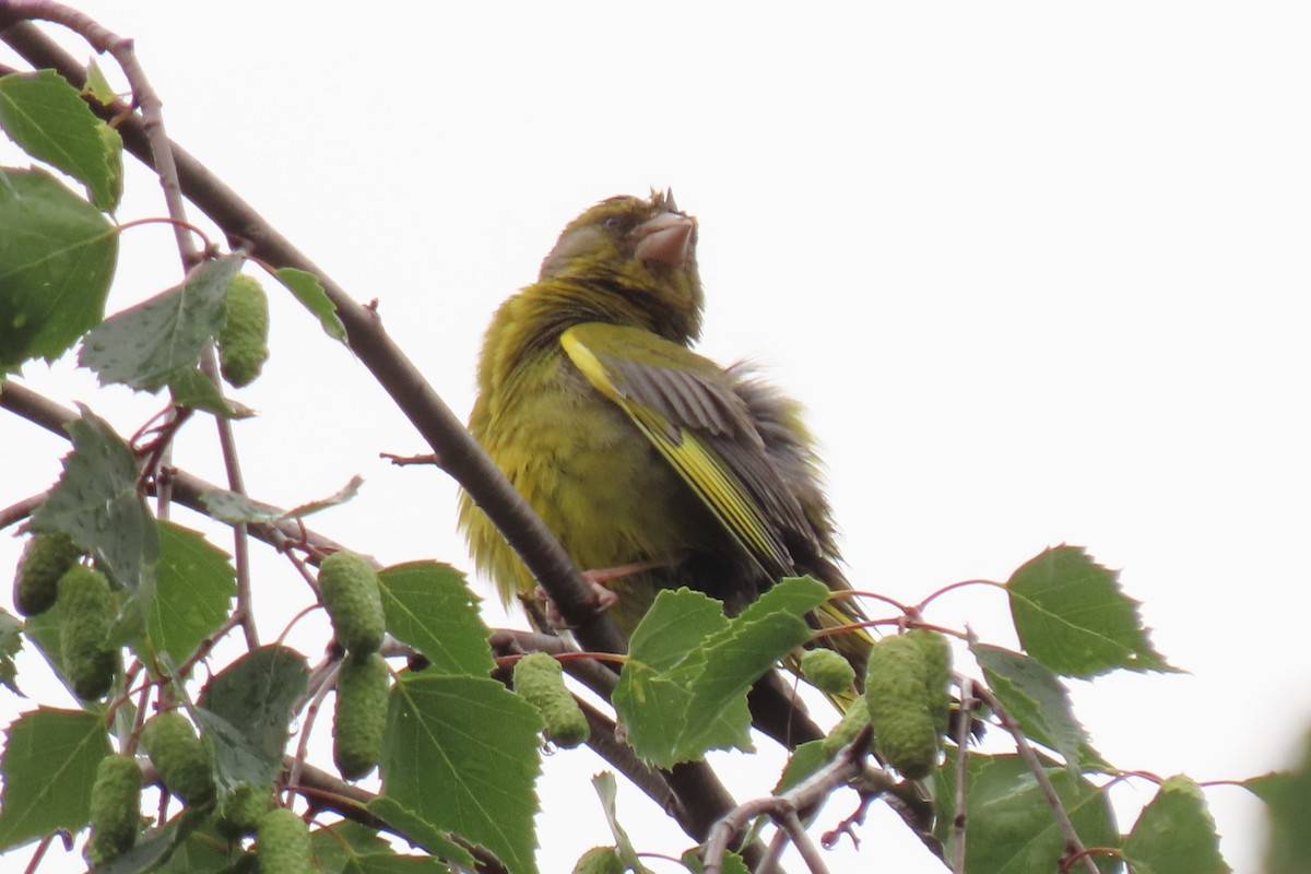 Txorru arrunta - ML646245754