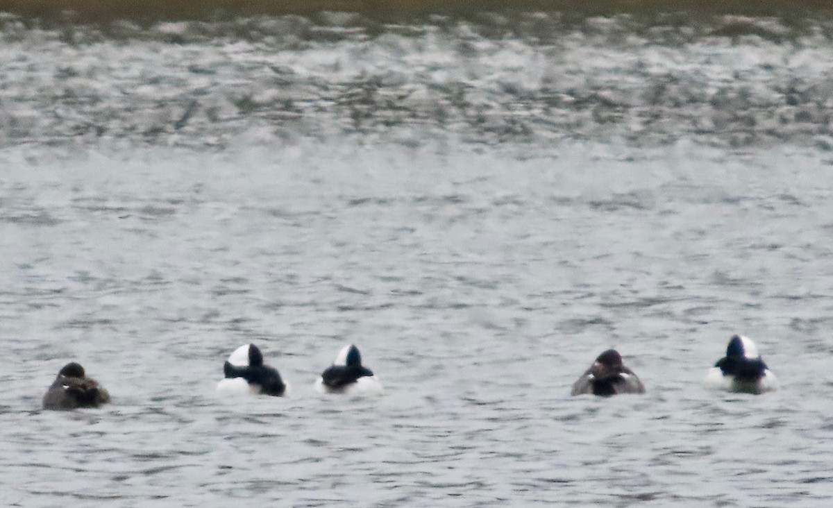 Bufflehead - ML646245759