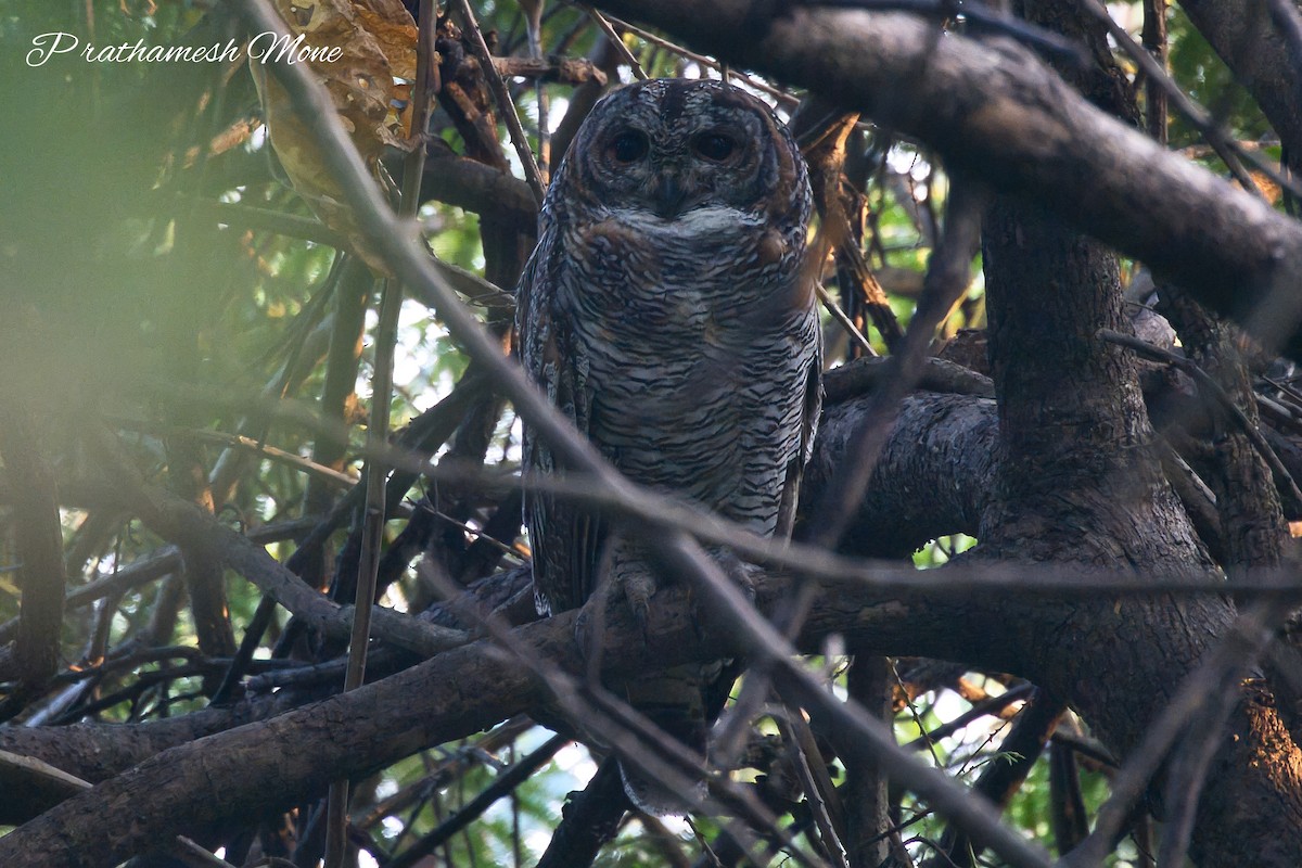 Mottled Wood-Owl - ML646245767