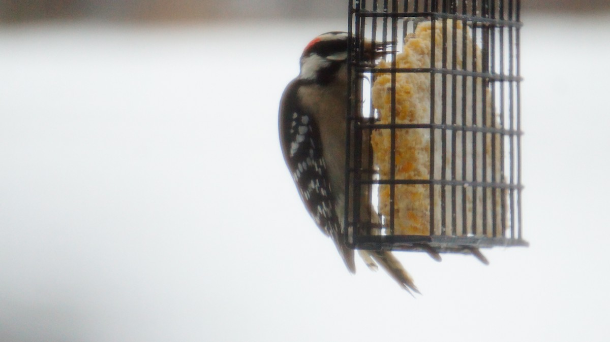 セジロコゲラ - ML646245772