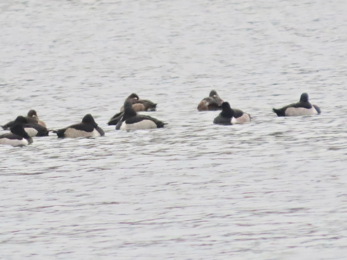 Ring-necked Duck - ML646245773