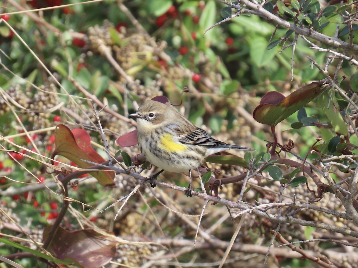 キヅタアメリカムシクイ（coronata） - ML646245775