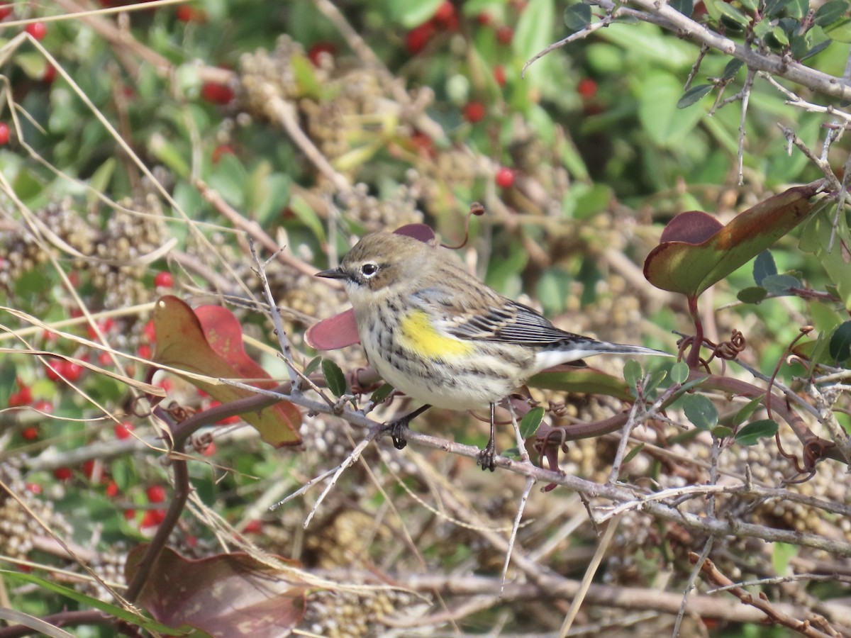キヅタアメリカムシクイ（coronata） - ML646245776