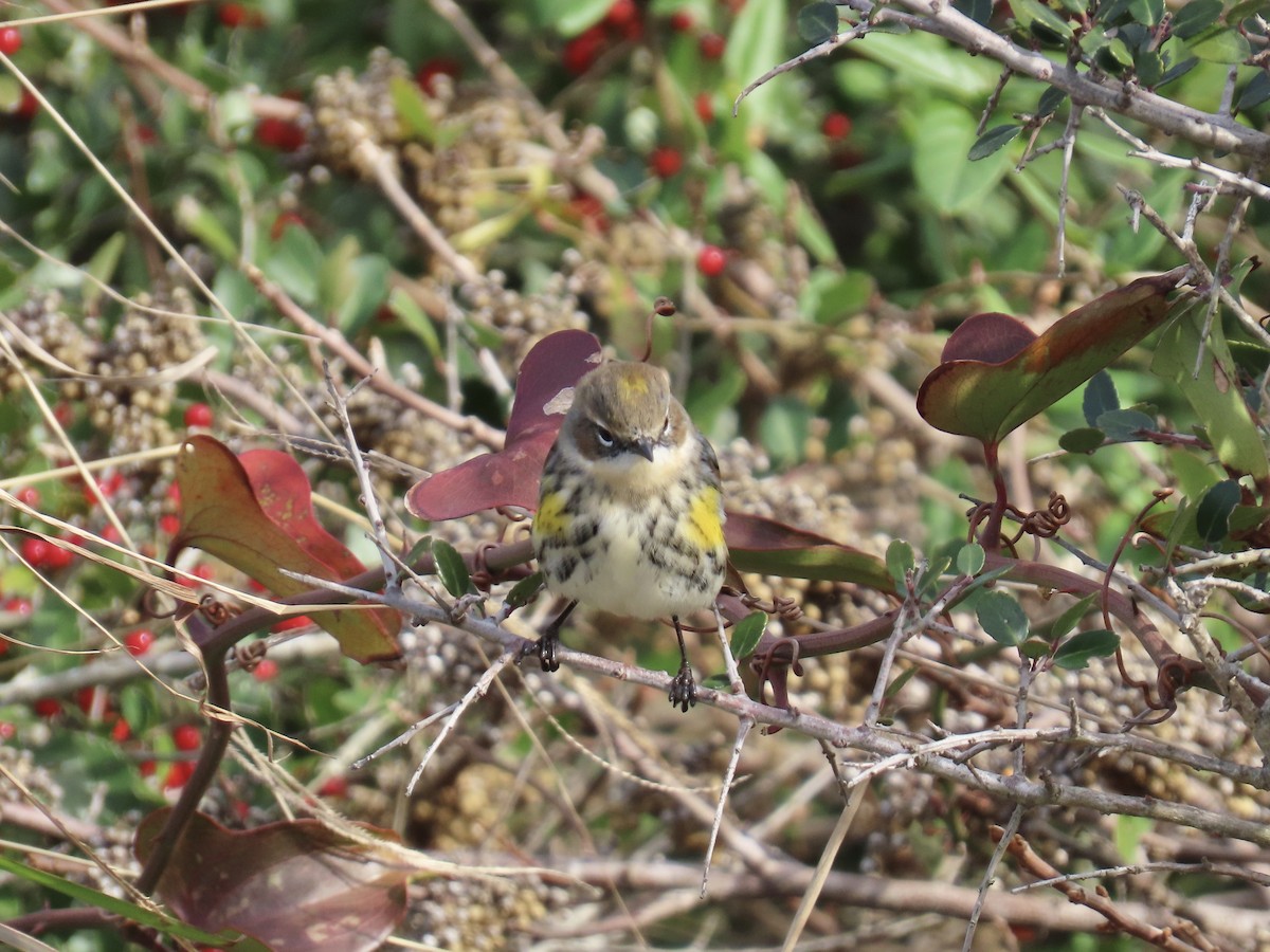 キヅタアメリカムシクイ（coronata） - ML646245777