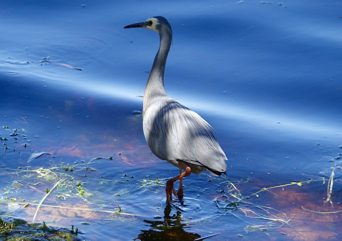 volavka bělolící - ML646245779