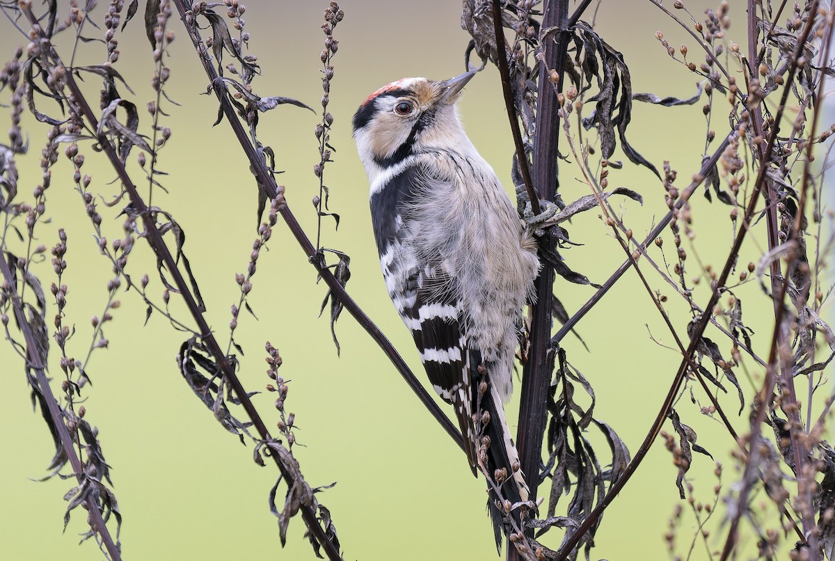 コアカゲラ - ML646245782