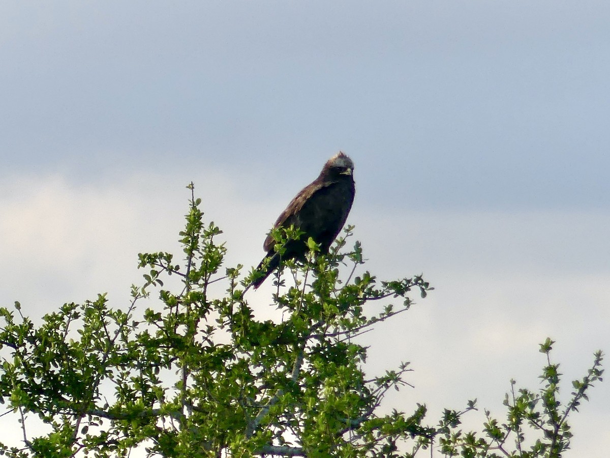 ヒメイヌワシ - ML646245785