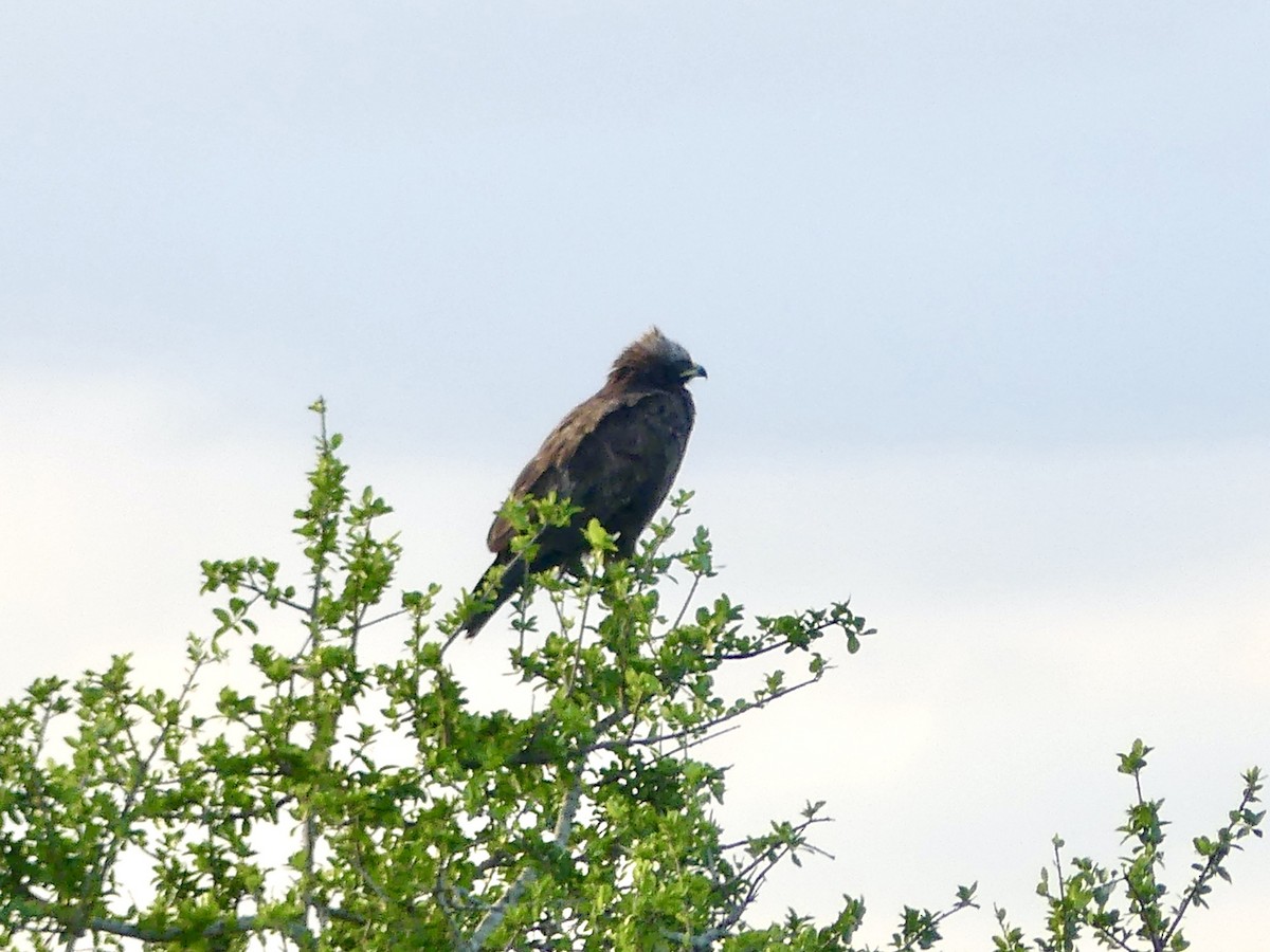 ヒメイヌワシ - ML646245786