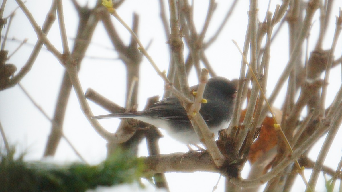 strnadec zimní - ML646245788