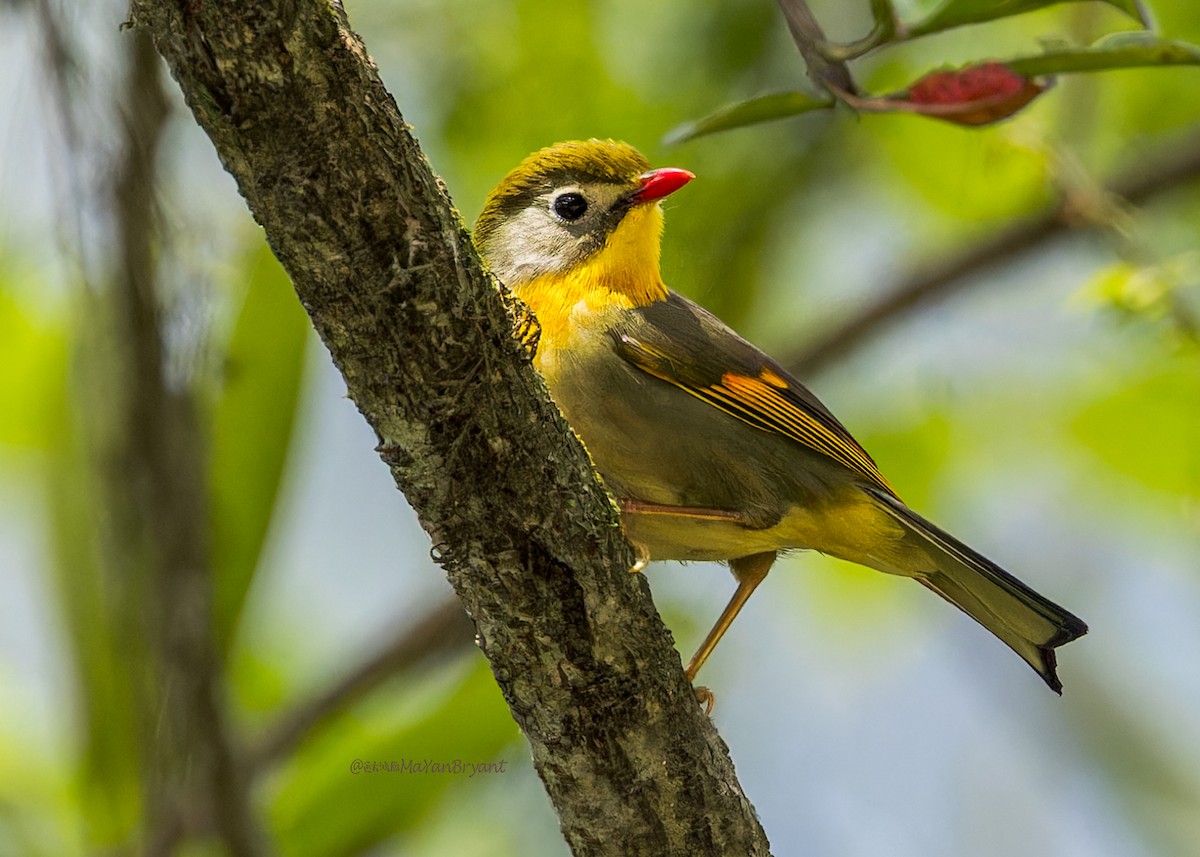 ソウシチョウ - ML646245789