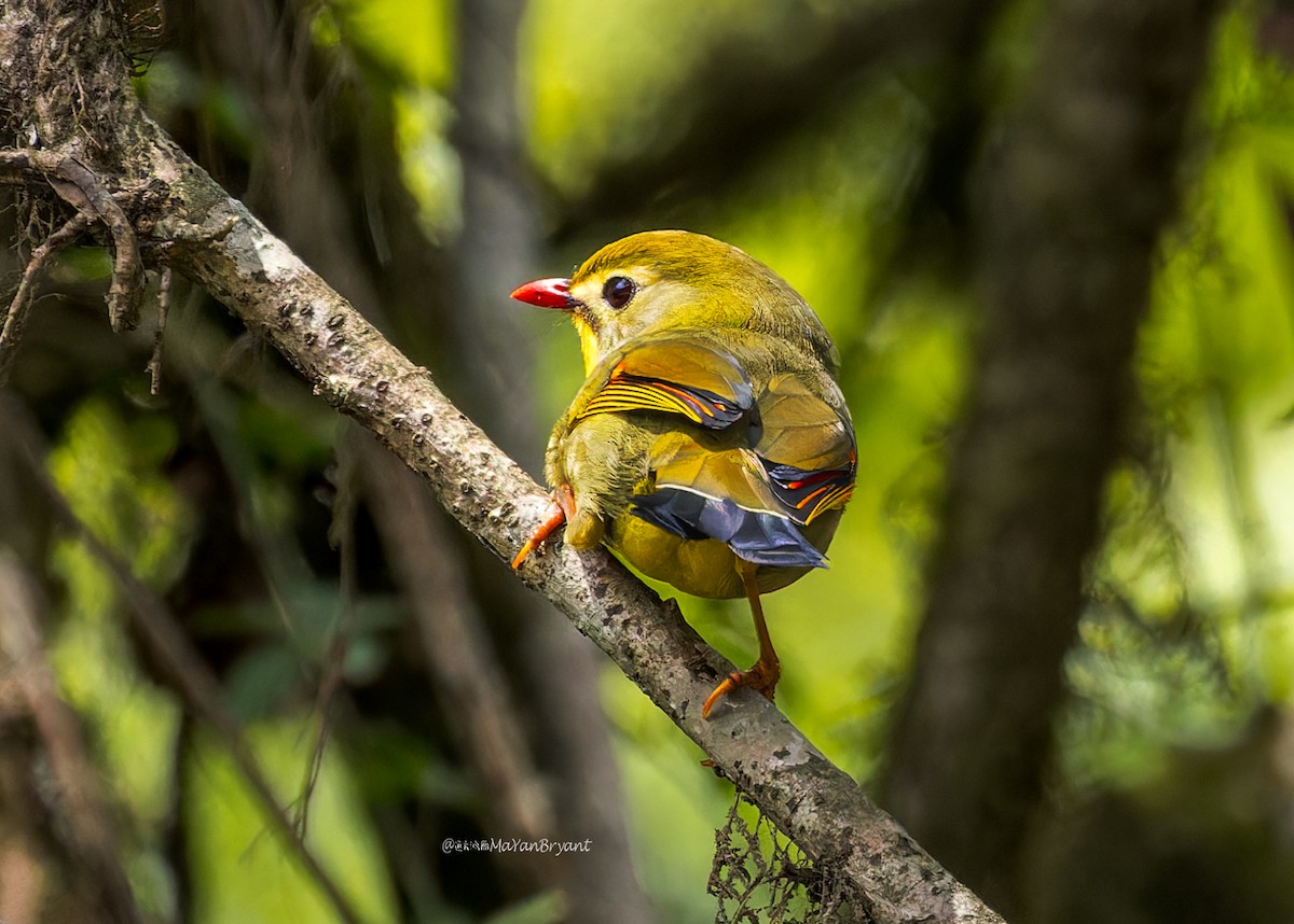 ソウシチョウ - ML646245790