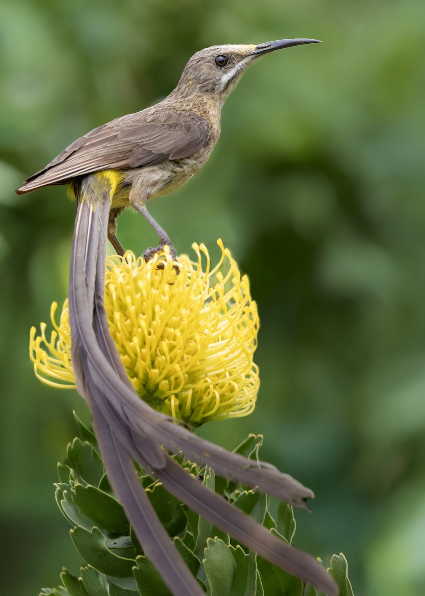 オナガミツスイ - ML646245792