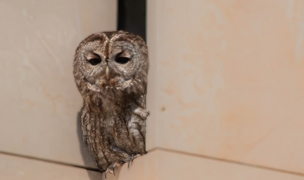 モリフクロウ - ML646245795