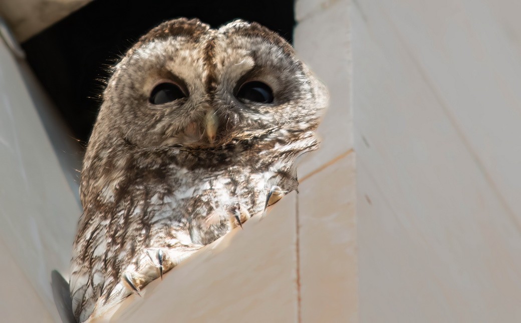 モリフクロウ - ML646245796