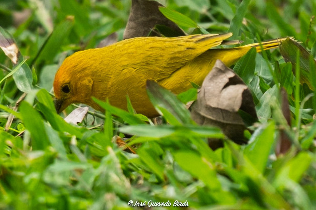 キンノジコ - ML646245799