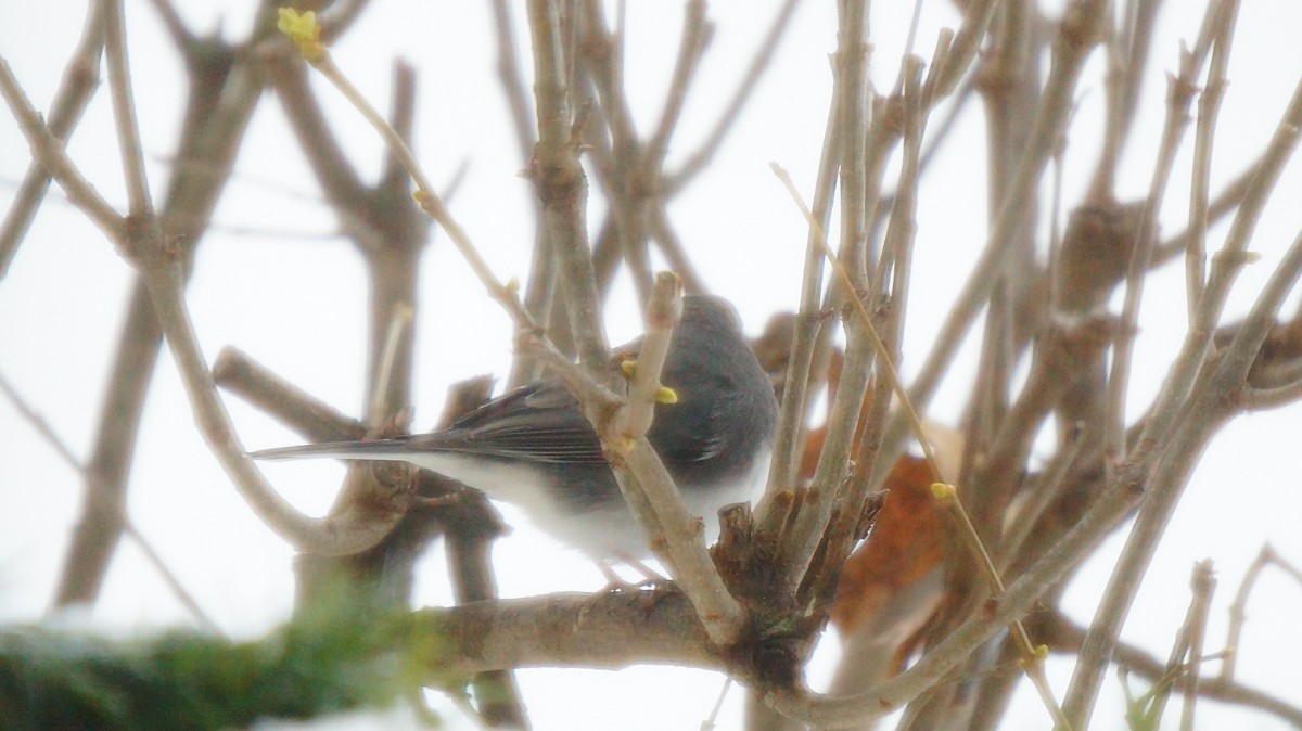 strnadec zimní - ML646245800