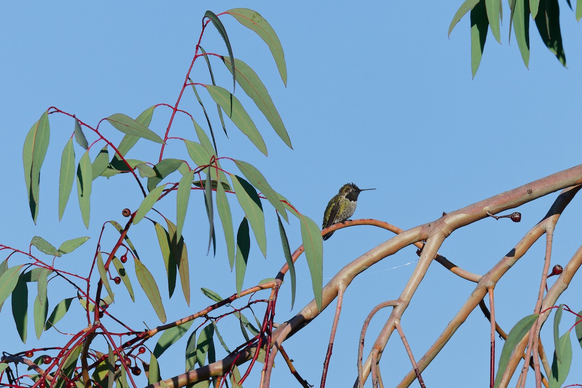 アンナハチドリ - ML646245801