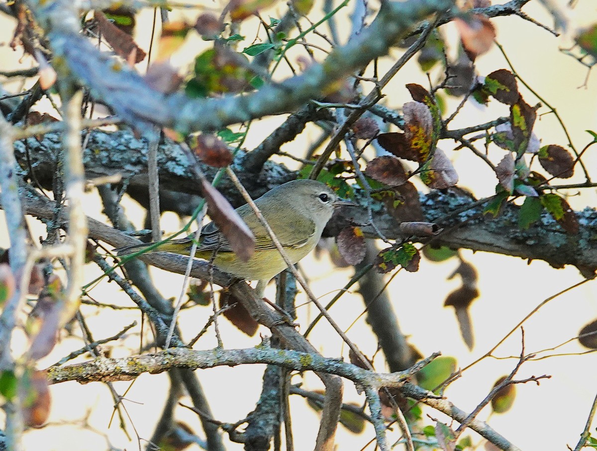 サメズアカアメリカムシクイ - ML646245802