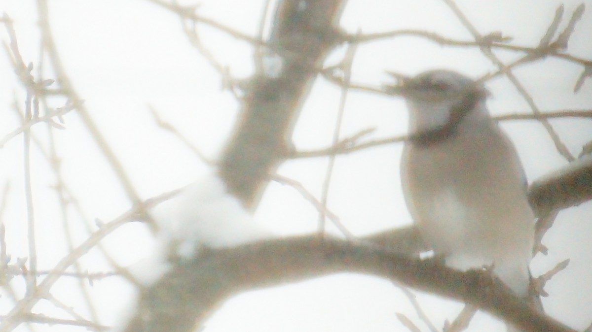 sojka chocholatá - ML646245803