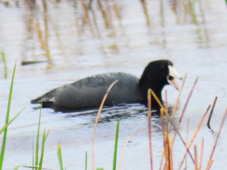 アメリカオオバン（赤い額板） - ML646245804