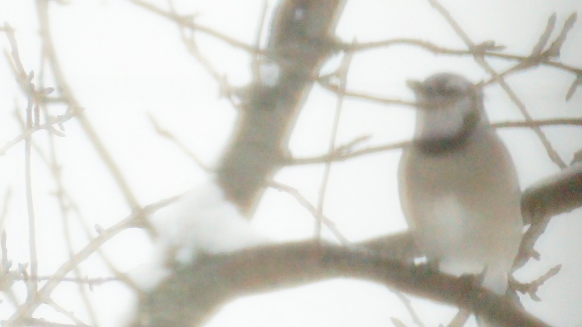 sojka chocholatá - ML646245806