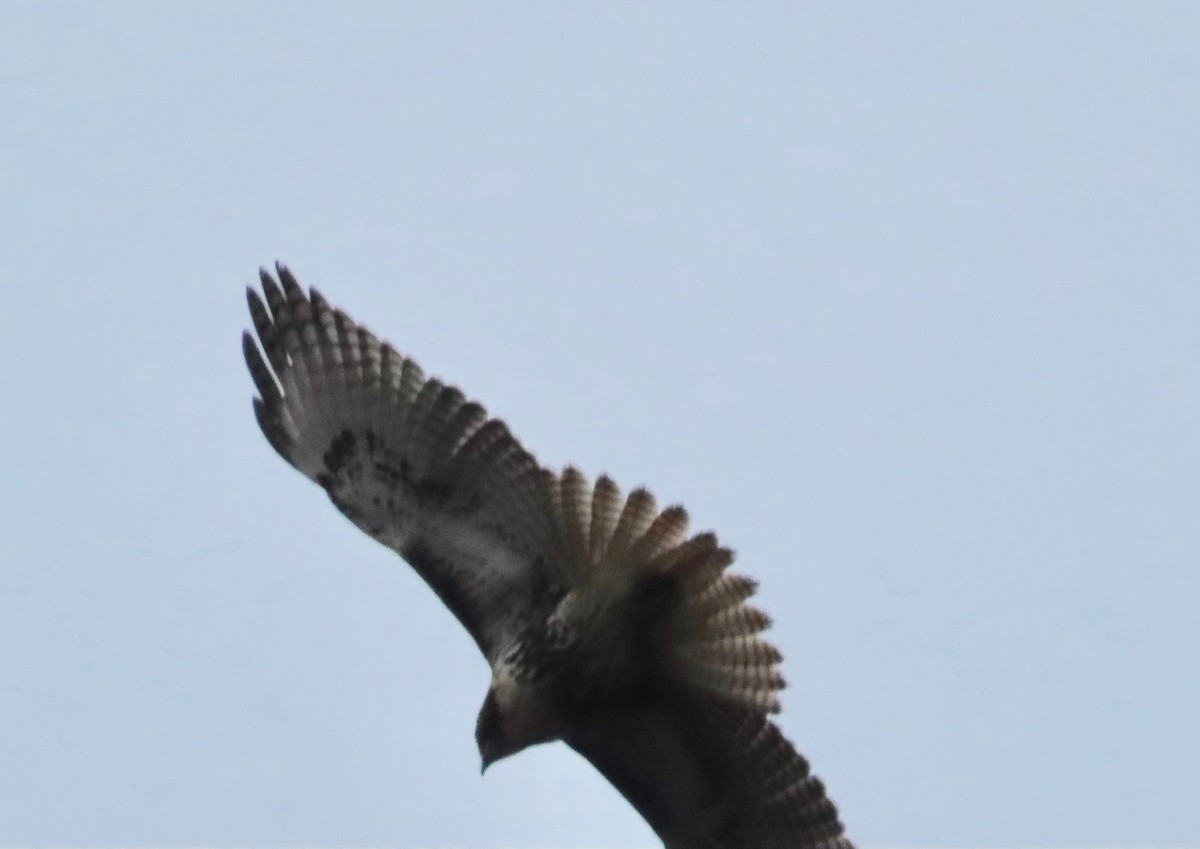 アカオノスリ - ML646245807