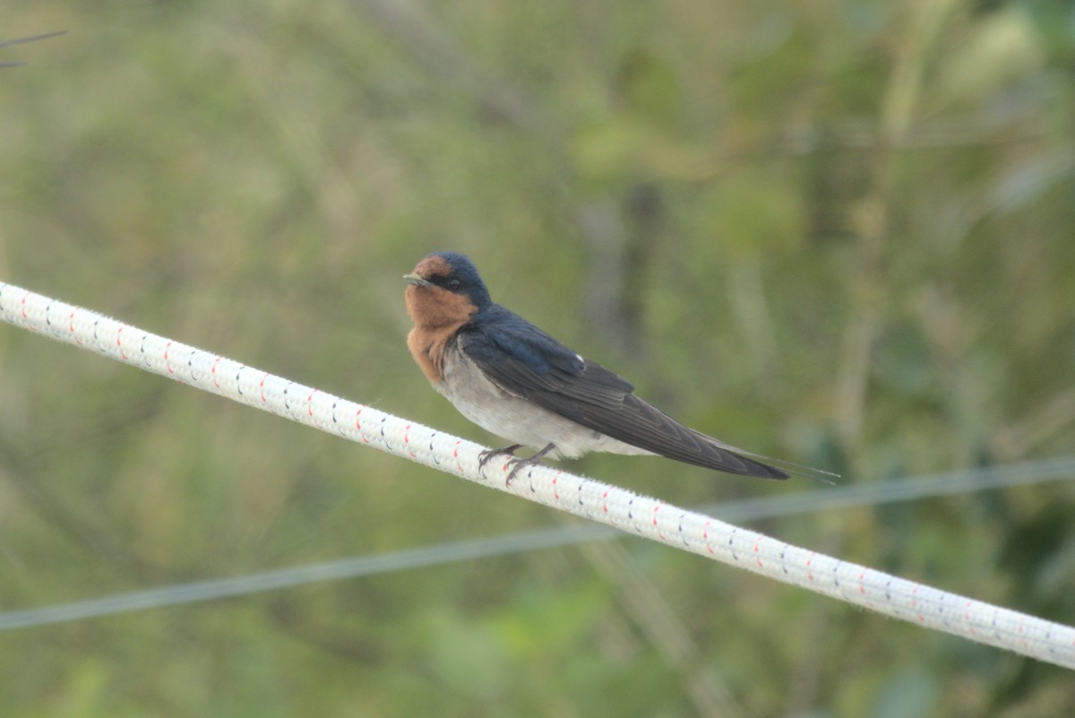 オーストラリアツバメ - ML646245810