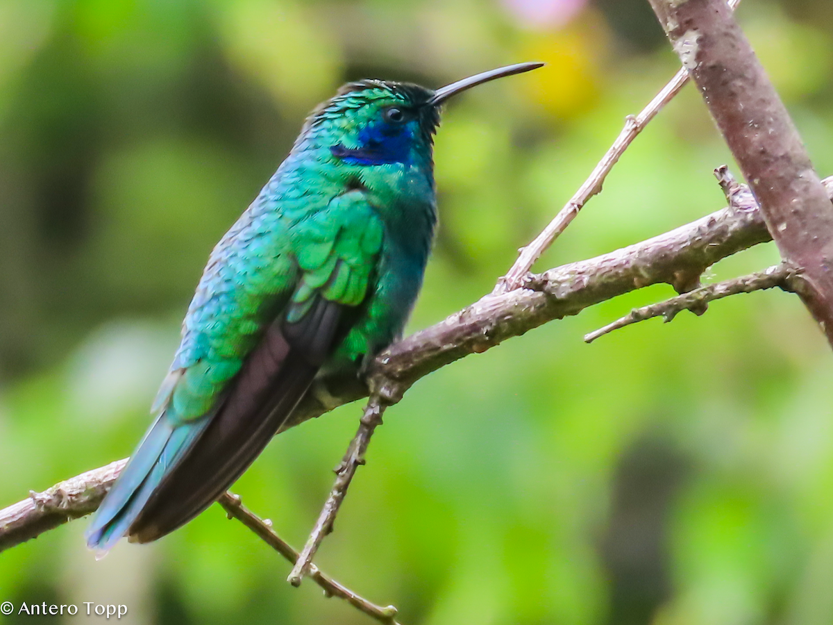 ヒメミドリハチドリ - ML646245811