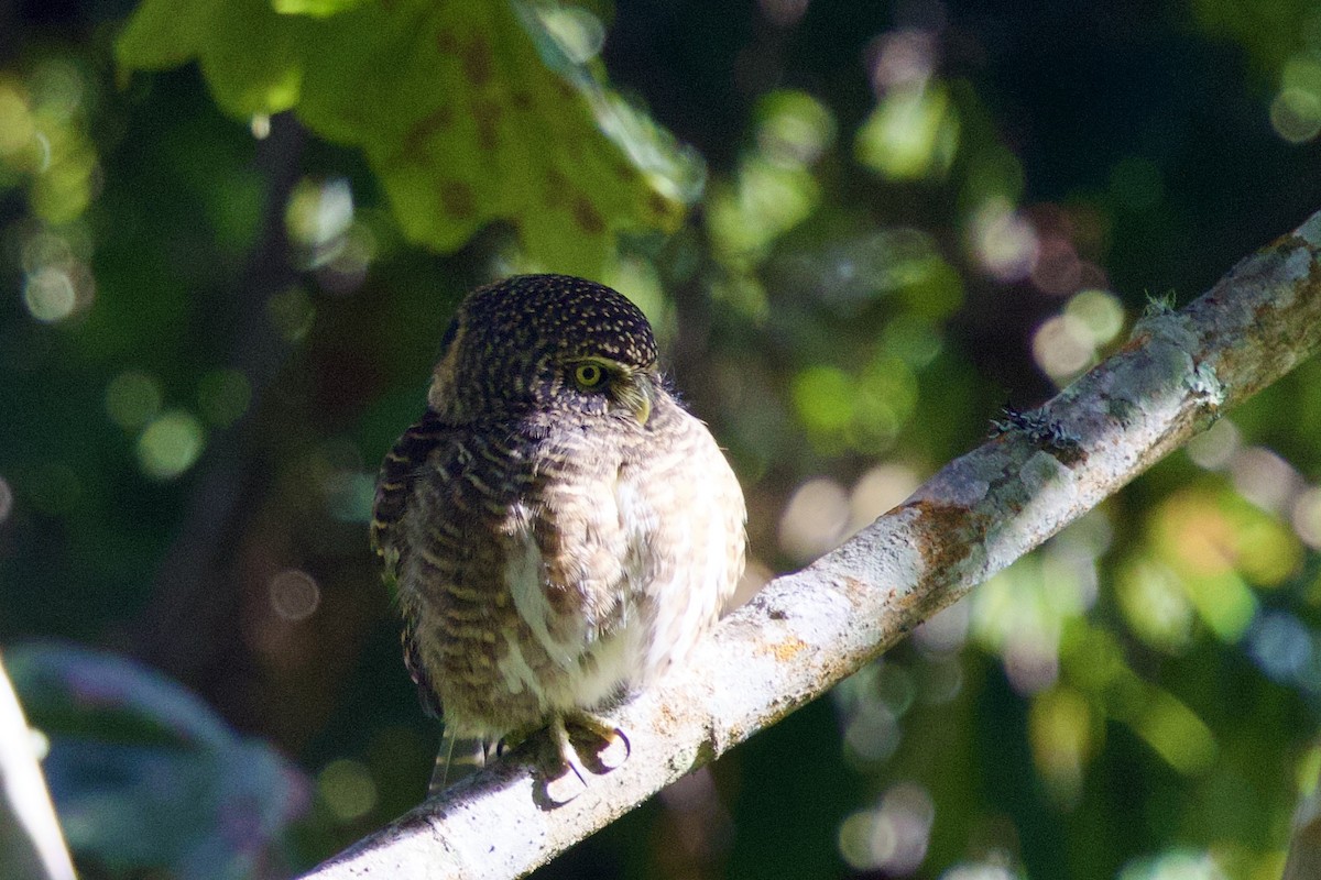 ヒメフクロウ - ML646245812